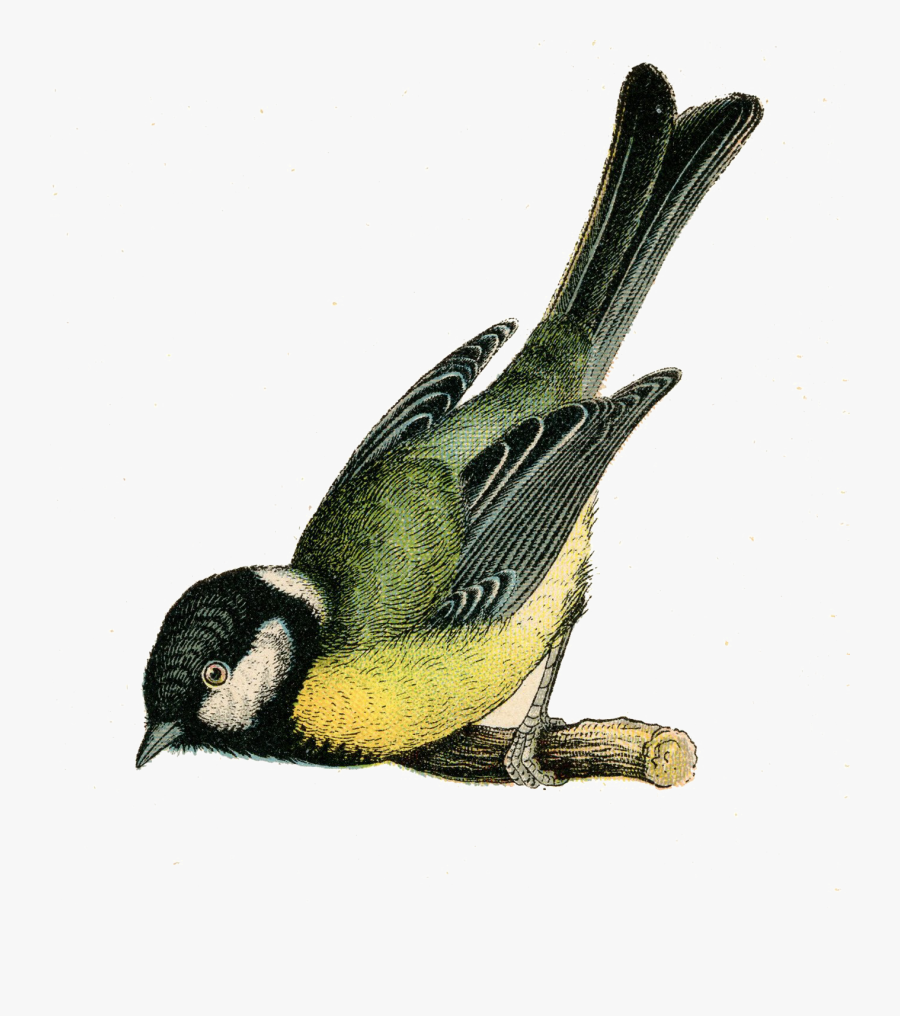 Fairy Bird Png Clipart - Randel Plowman, Transparent Clipart