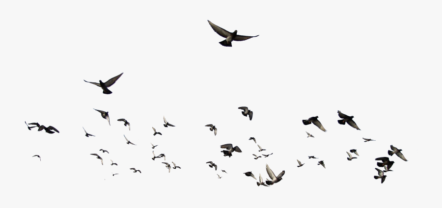 Mansion Brusnitsyny Bird Birds Png Free Photo Clipart - White Bird Transparent Background, Transparent Clipart