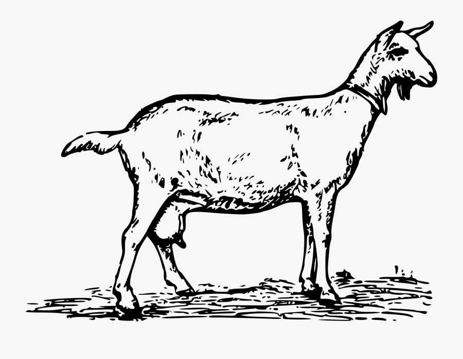 Anglo-nubian Goat Toggenburg Goat Boer Goat Pygmy Goat - Goats Clipart Black And White, Transparent Clipart