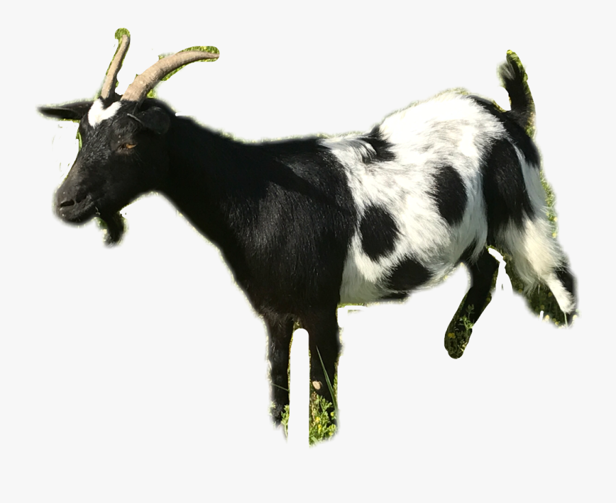 Transparent Goat Clipart Black And White - Goat, Transparent Clipart