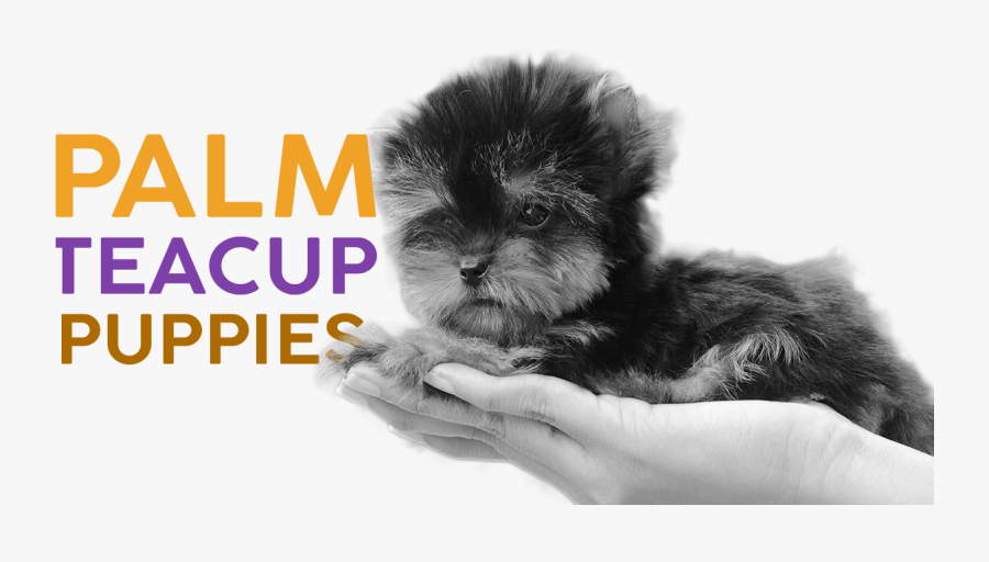 Yorkies Clipart Teacup Chihuahua - Kitten, Transparent Clipart