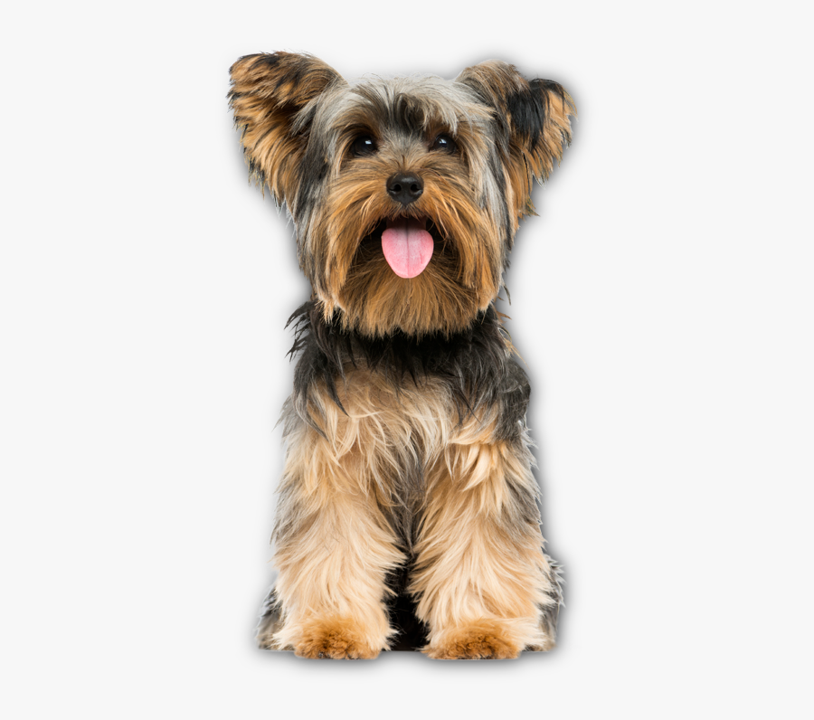 Breed,canidae,yorkshire Dog,small Silky Terrier,toy - Yorkshire Terrier Png, Transparent Clipart