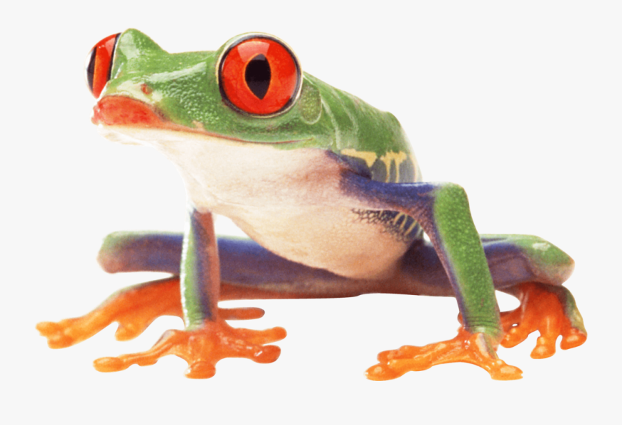 Frog People Png - Red Eyed Tree Frog Transparent, Transparent Clipart
