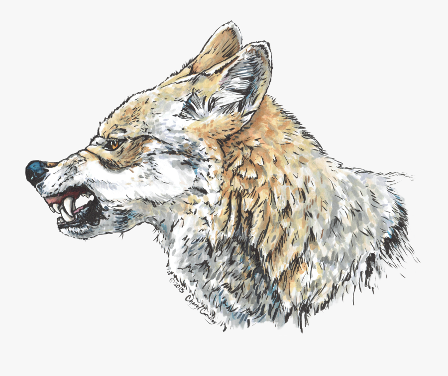 Coyote Drawing Pen - Snarling Fox Drawing, Transparent Clipart