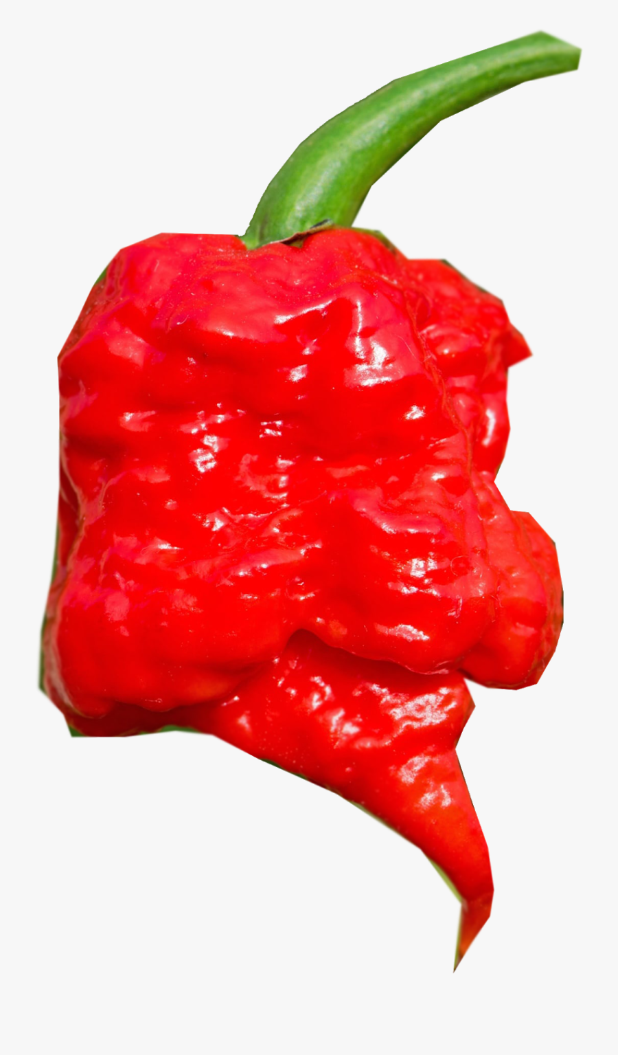 Cayenne Pepper Piquillo Bird - Chili Pepper, Transparent Clipart