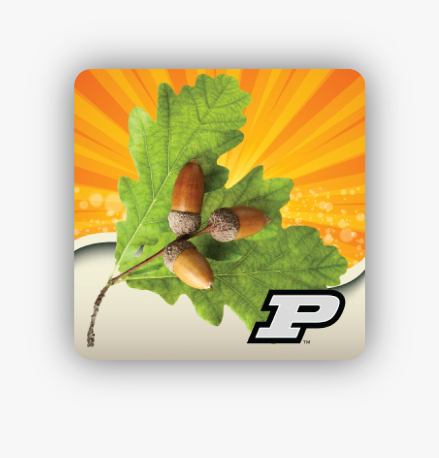 Tomatoes Clipart Shrub Plant - Tulip Poplar, Transparent Clipart