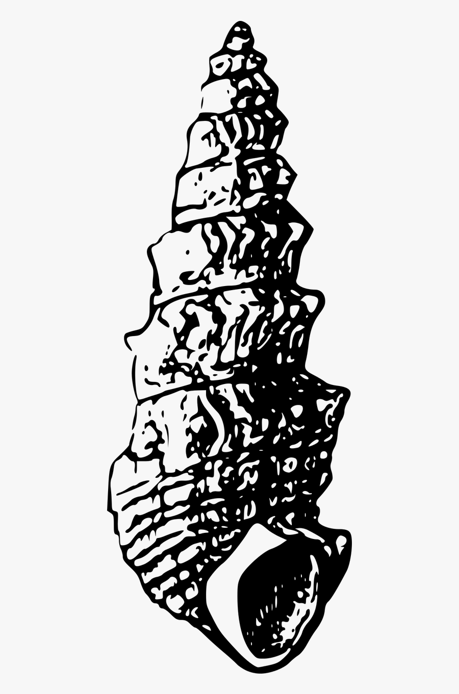 Shell Clipart Seaside - Seashell, Transparent Clipart