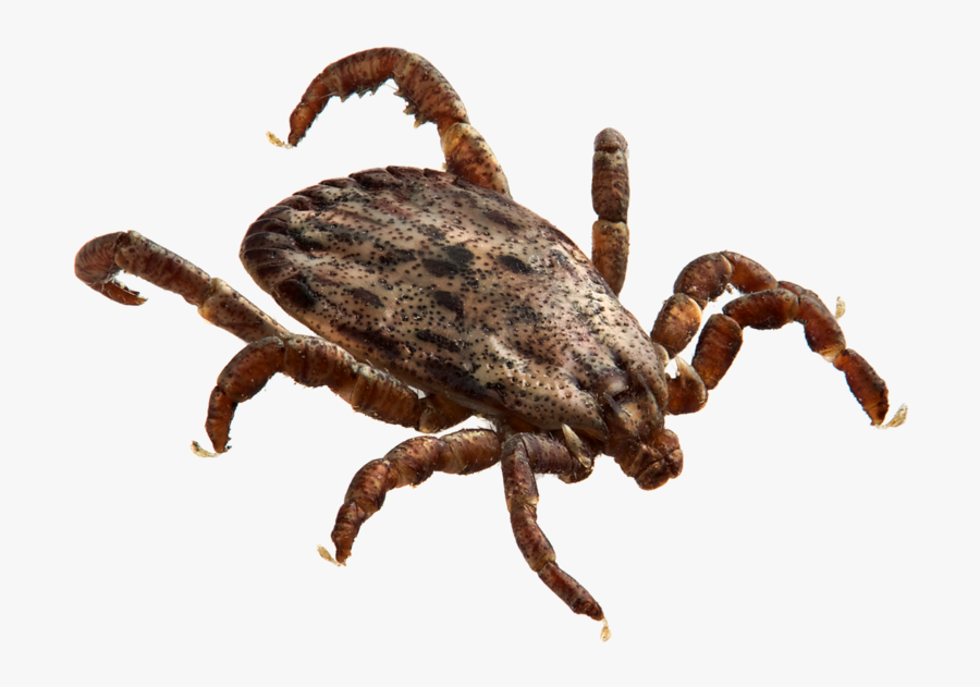 Download Free Png Image - Tick Insect Transparent Background, Transparent Clipart
