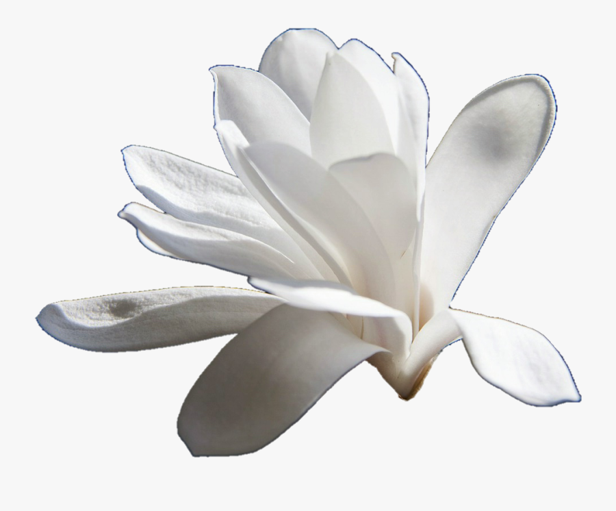 Family,silver,black And White,still Life Photography - Magnolia Transparent, Transparent Clipart