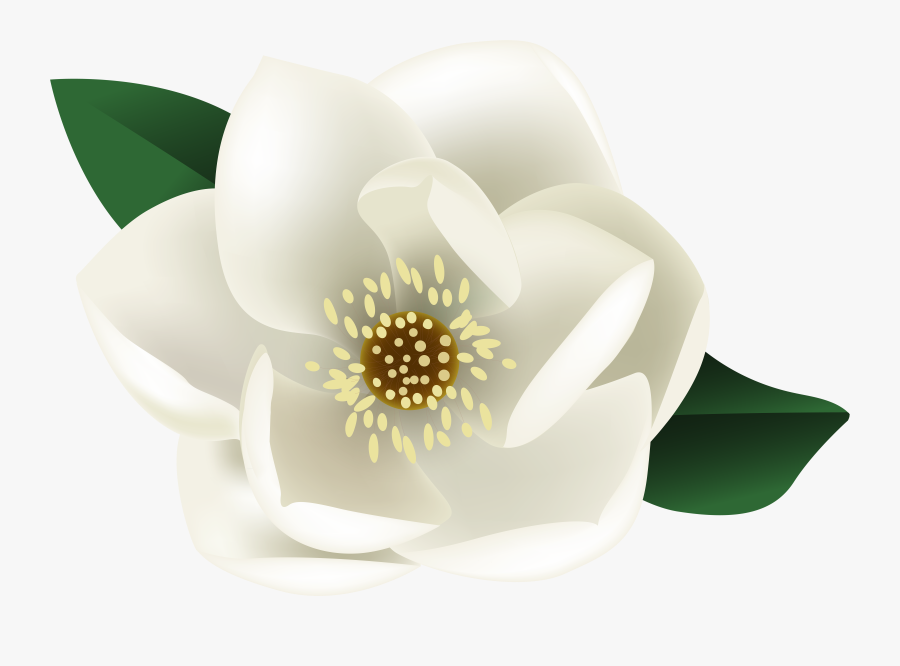Clip Art Magnolia Flower Clipart - White Magnolia Flower Png, Transparent Clipart