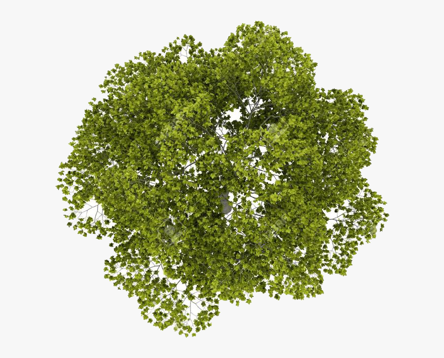 Transparent Sycamore Leaf Clipart - Transparent Tree Png Top View, Transparent Clipart
