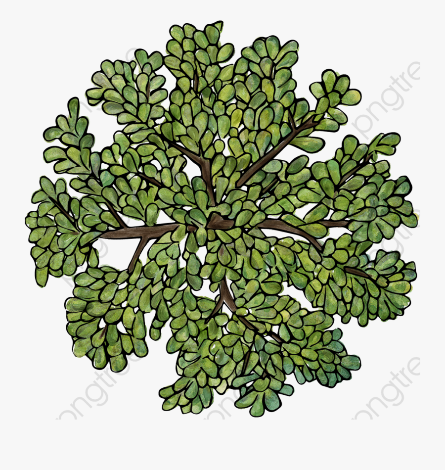 Transparent Cameraman Png - Tree Illustration Top View, Transparent Clipart