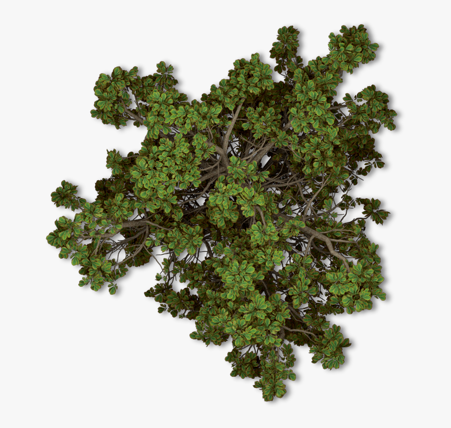 Hd Trees Nature Topview - Tree Top View Png, Transparent Clipart