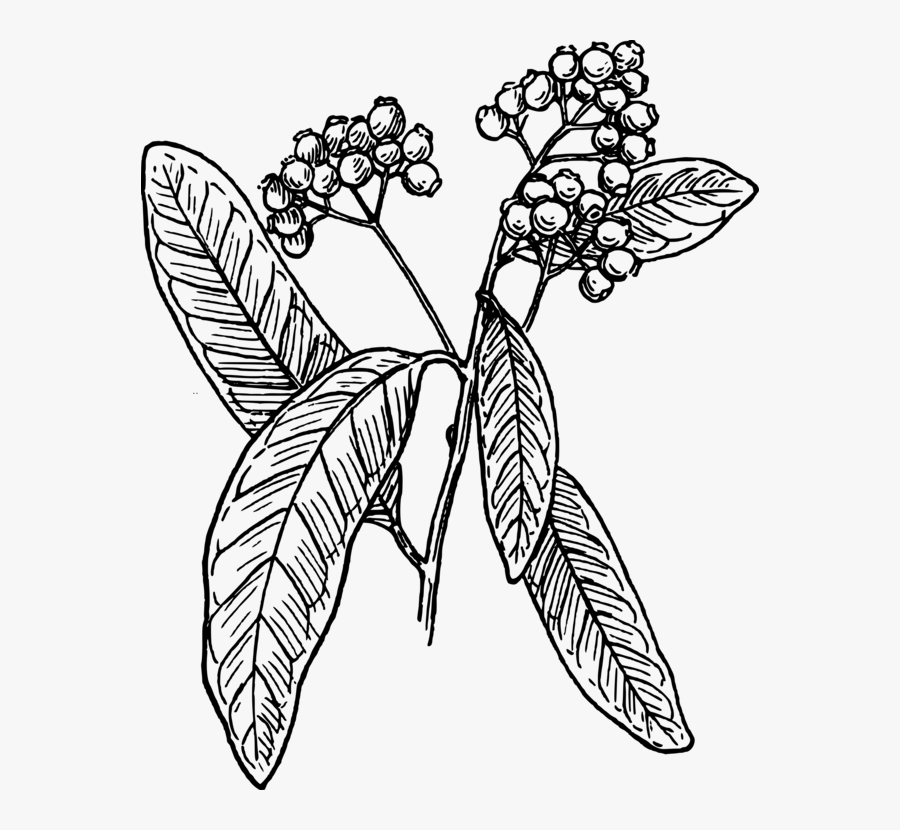 Art,symmetry,monochrome Photography - Coffee Tree Drawing Png, Transparent Clipart