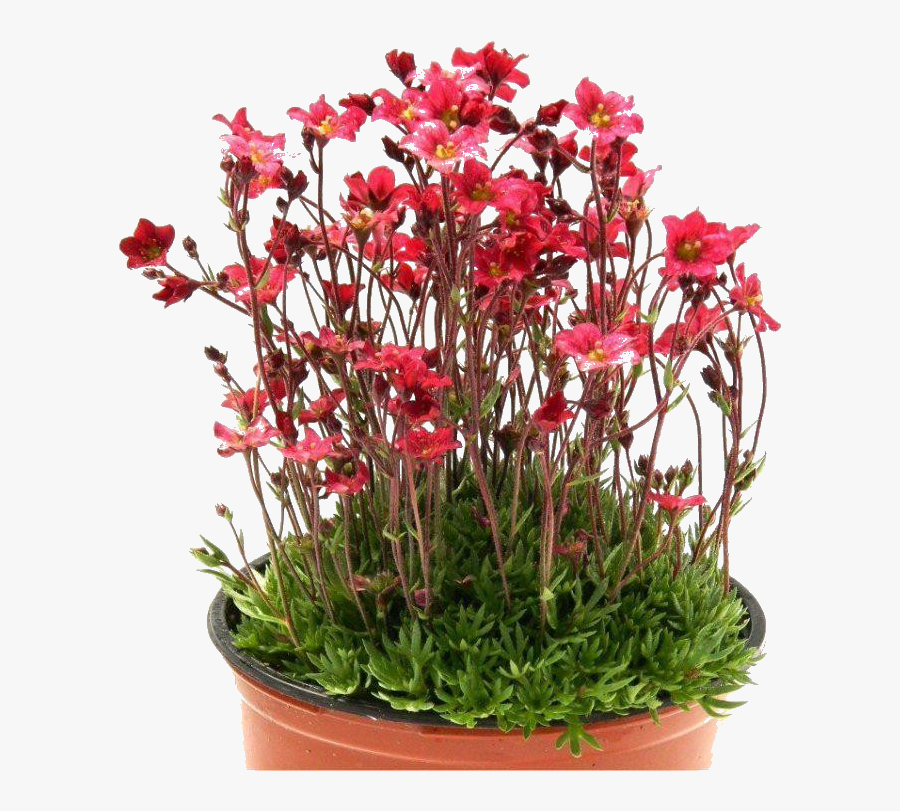 Pin By Shouta Horie - Saxifraga Red, Transparent Clipart