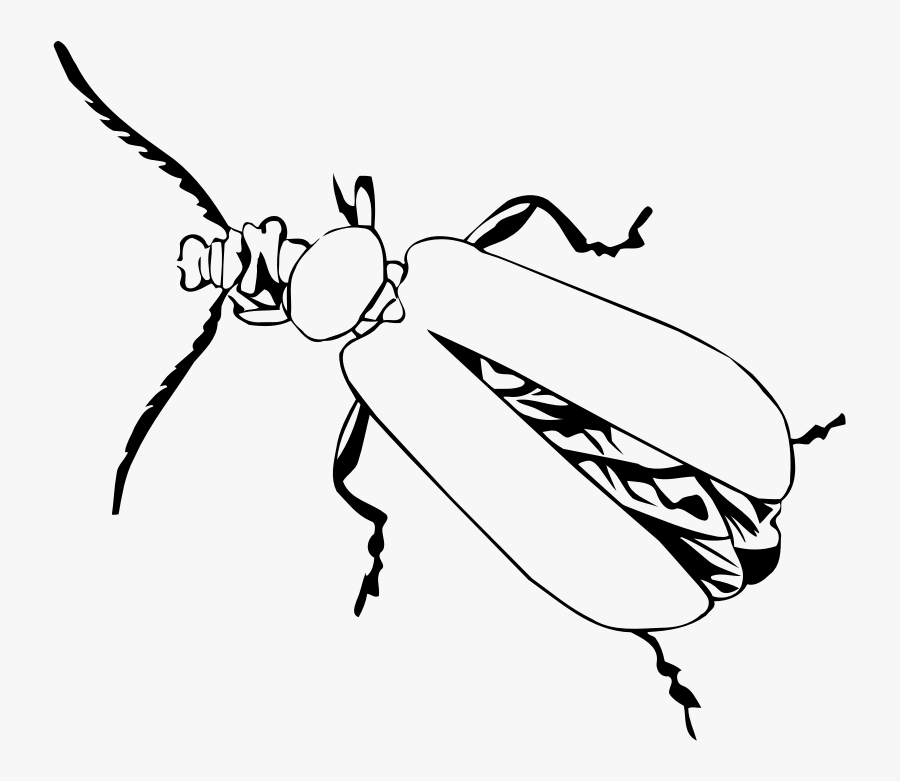 Cardinal Beetle - Drawing, Transparent Clipart