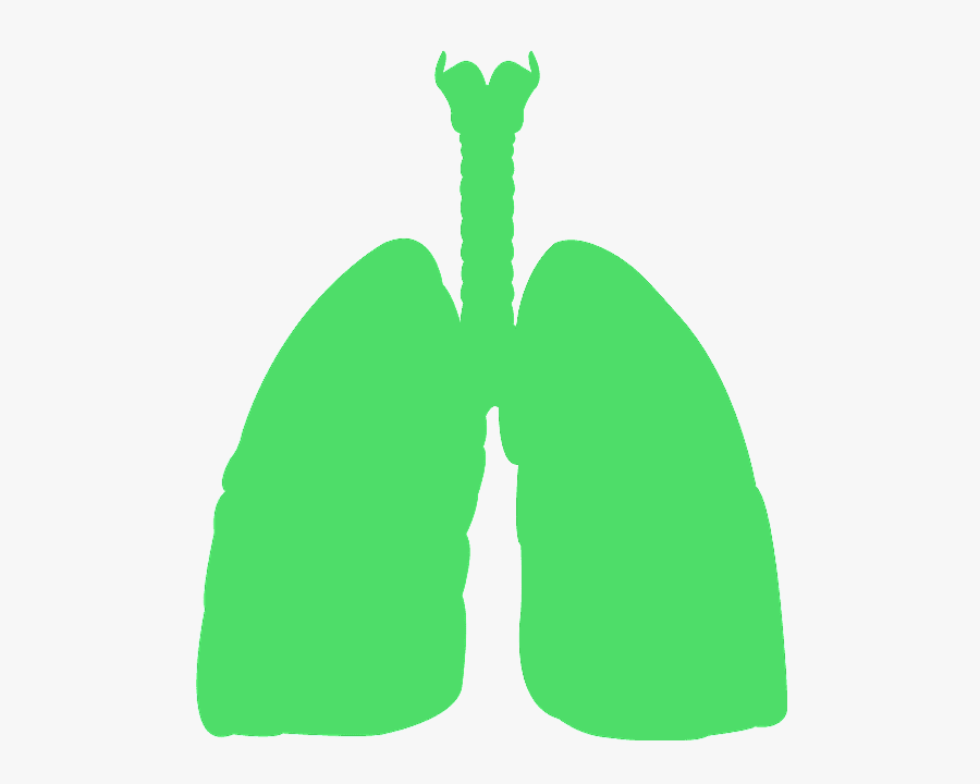 Silueta De Los Pulmones, Transparent Clipart