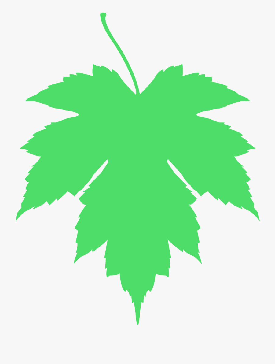Acer X Freemanii Leaf, Transparent Clipart