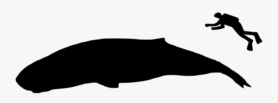 Whale Size Clipart , Png Download - Whale Size, Transparent Clipart