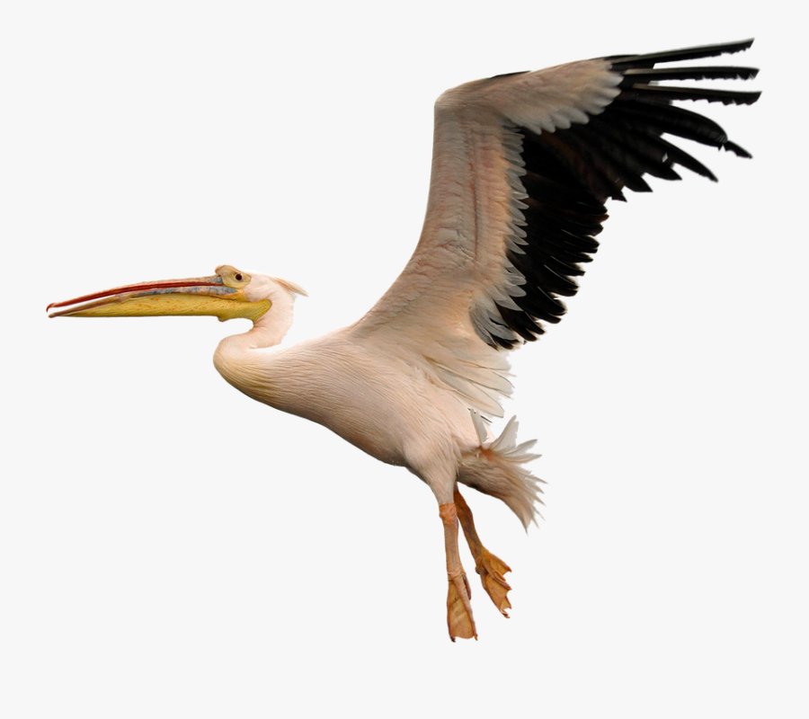 Transparent Seagulls Flying Png - Pelican Bird Png, Transparent Clipart