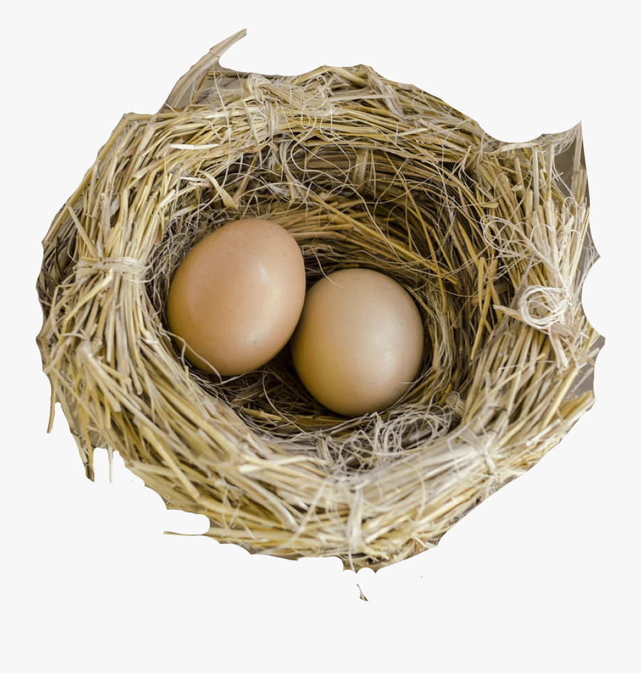 Egg,nest,bird Nest,egg,twig,bird,pet Supply - Bird Nest, Transparent Clipart