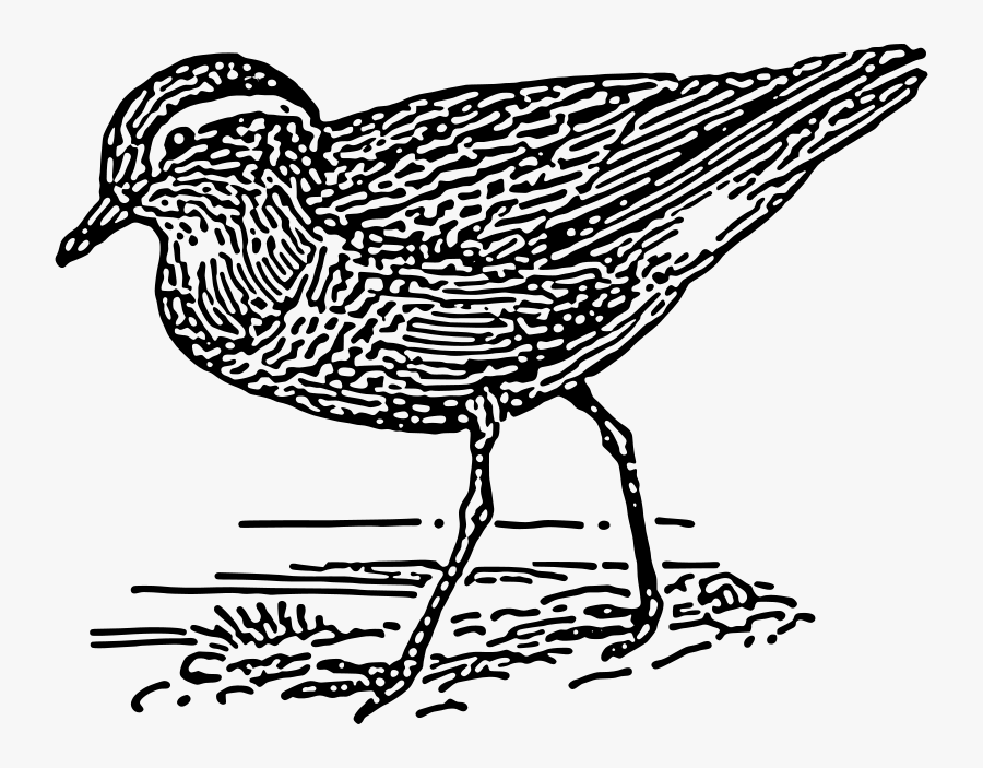 Transparent Aunt Clipart Black And White - Dotterl Color Page, Transparent Clipart