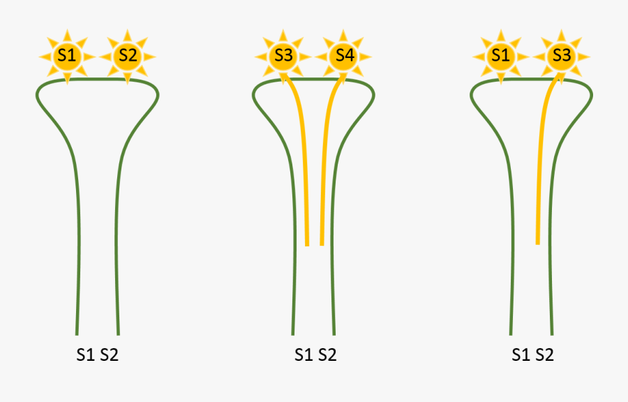 Transparent Stage Cliparts - Plant Self Incompatibility, Transparent Clipart
