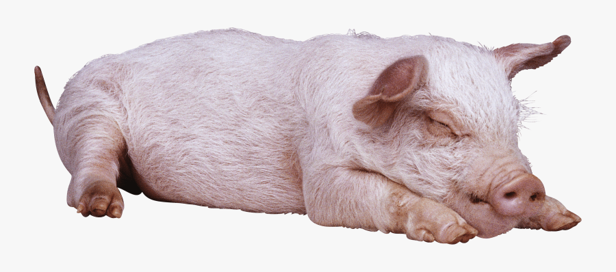 Sleeping Pig, Transparent Clipart