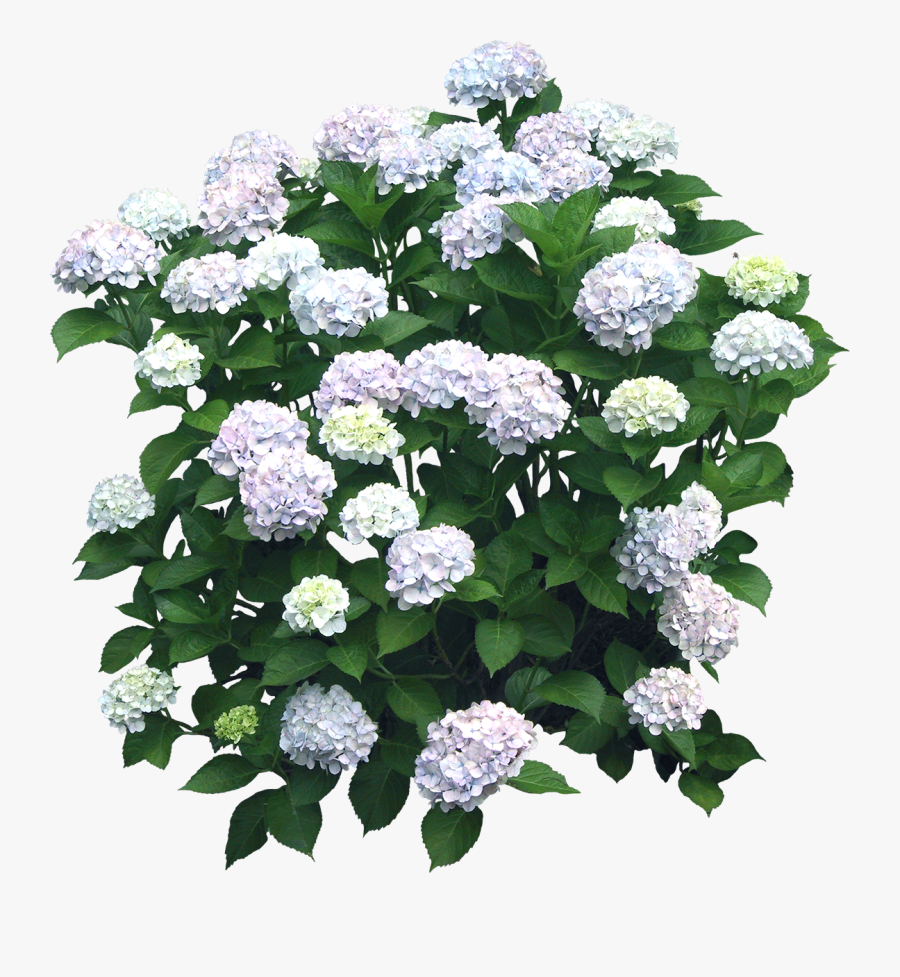 Flower Hydrangea Shrub Plant - Flower Bush Transparent, Transparent Clipart