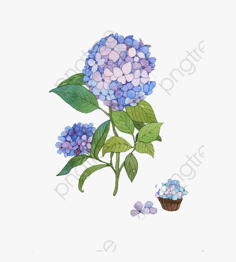 Hydrangea Flower Clipart - Hydrangea, Transparent Clipart