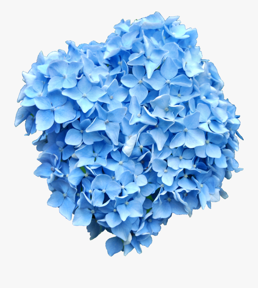Hydrangea Flower Png - Blue Hydrangea Flower Png, Transparent Clipart