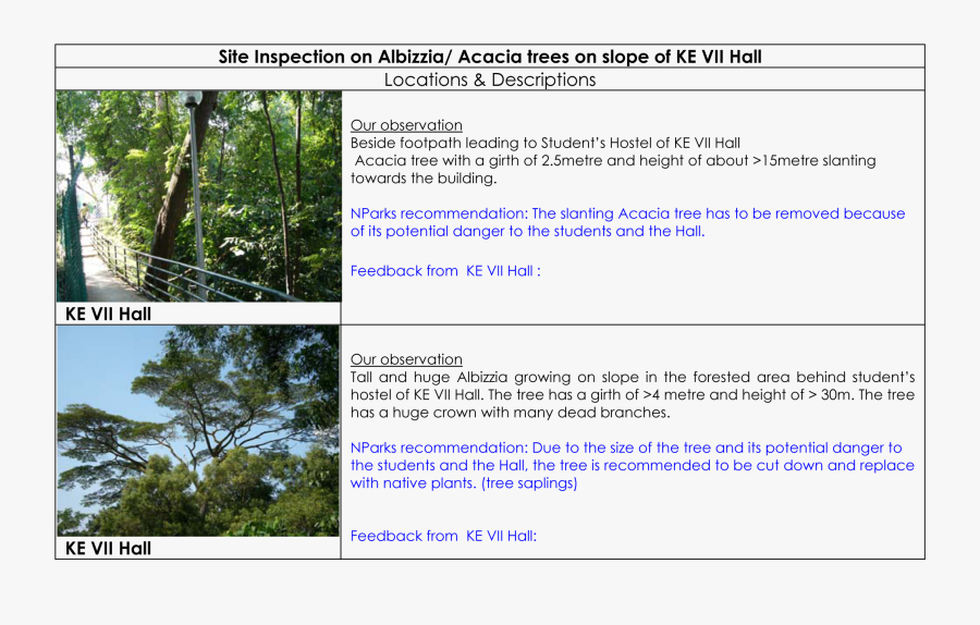 Albizzia Tree Acacia Tree At Ke Vii Hall - Tree, Transparent Clipart