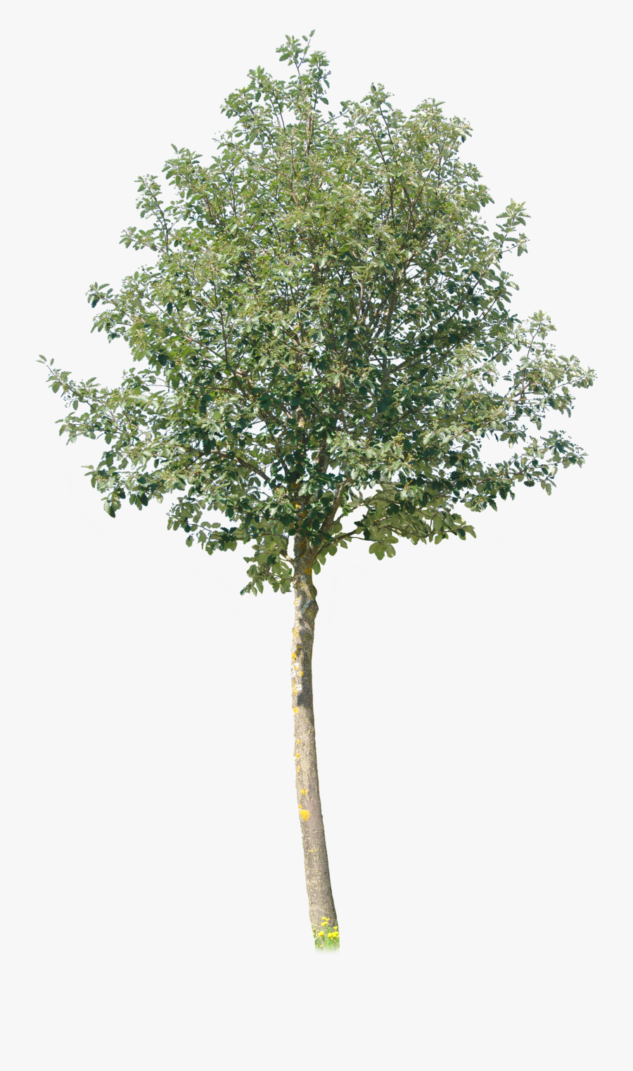 Transparent River Birch Png - Pond Pine, Transparent Clipart