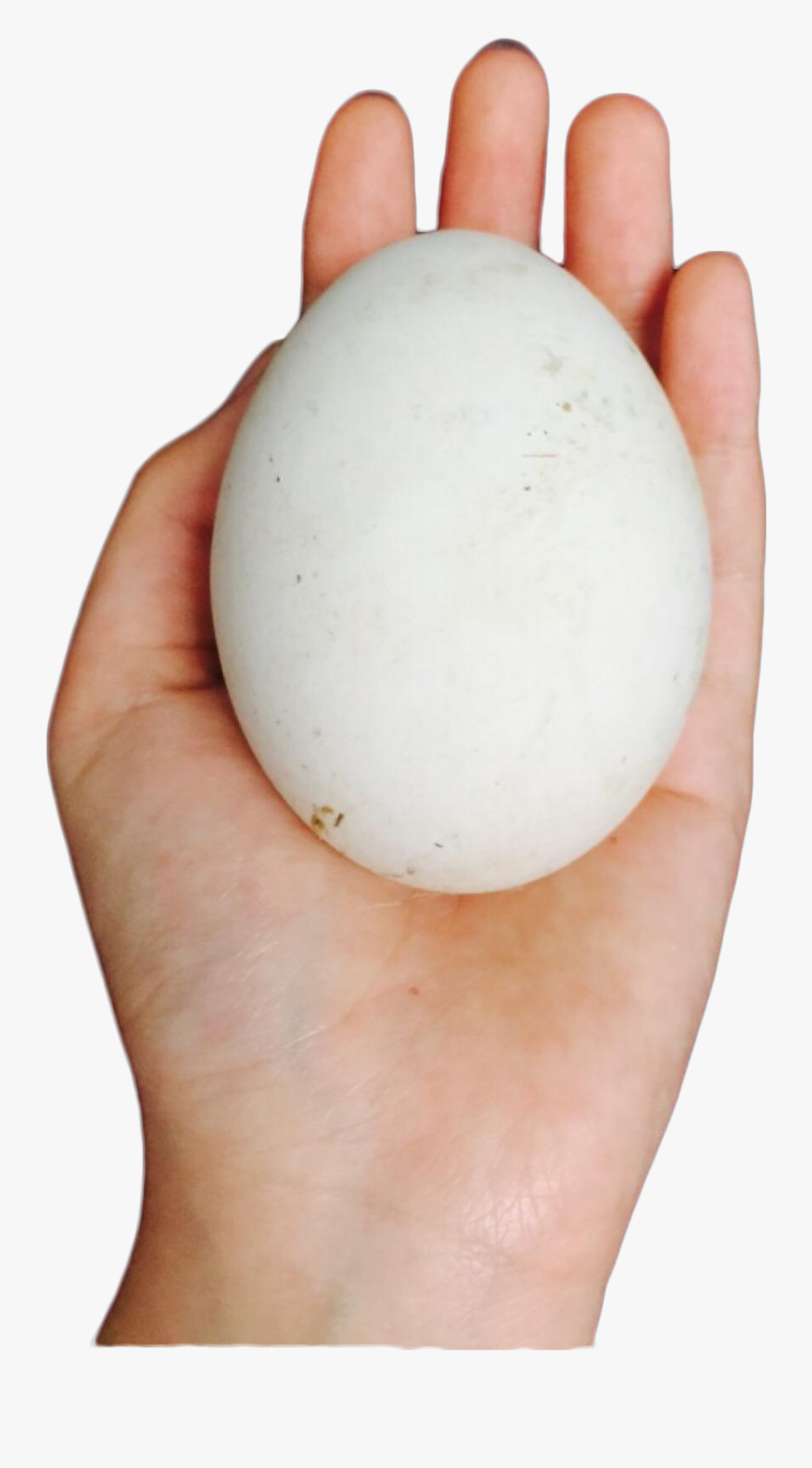 Domestic Goose The Goose That Laid The Golden Eggs - Flesh, Transparent Clipart