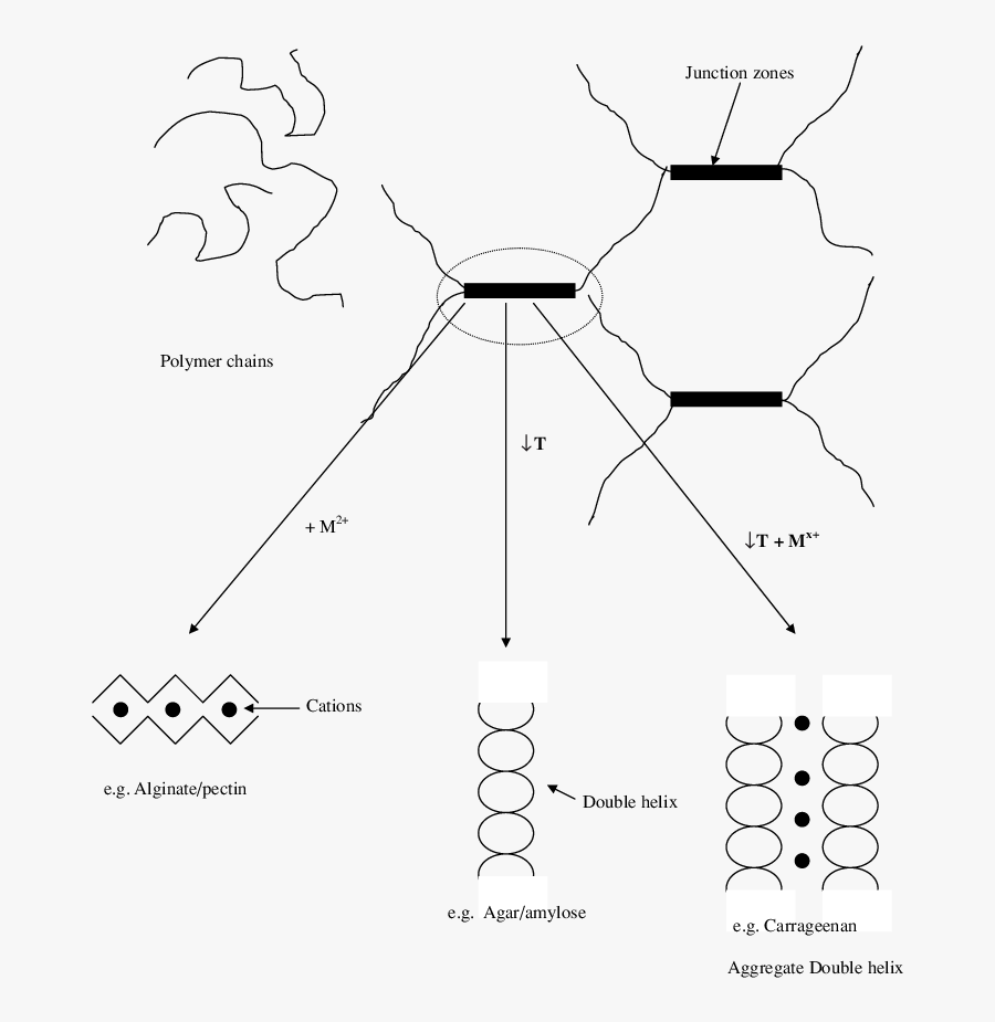 Chains Drawing Amendment - Junction Zones Hydrocolloids, Transparent Clipart