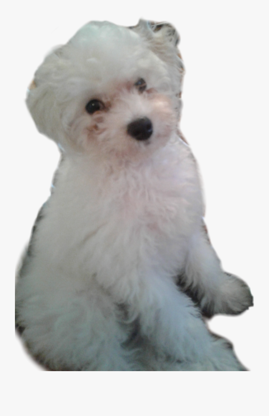 #puppy #puppies #freetoedit #sticker #cute #poodle - Companion Dog, Transparent Clipart