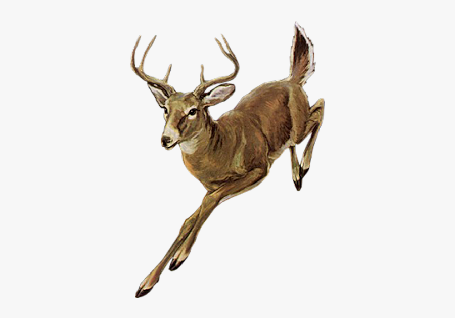 Red Deer Elk - Deer Running Transparent, Transparent Clipart