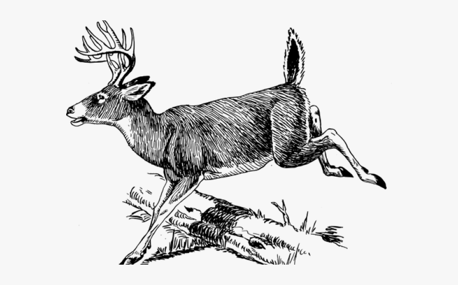 Stag Clipart Running Deer - Whitetail Deer Line Art, Transparent Clipart