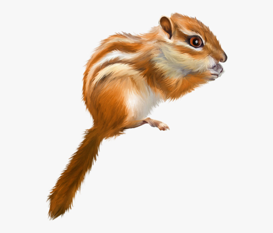 Tree Squirrel Drawing, Transparent Clipart