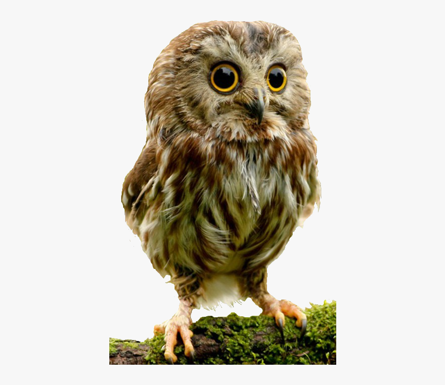 Best Free Owls Png Picture - Cute Animals Owls, Transparent Clipart
