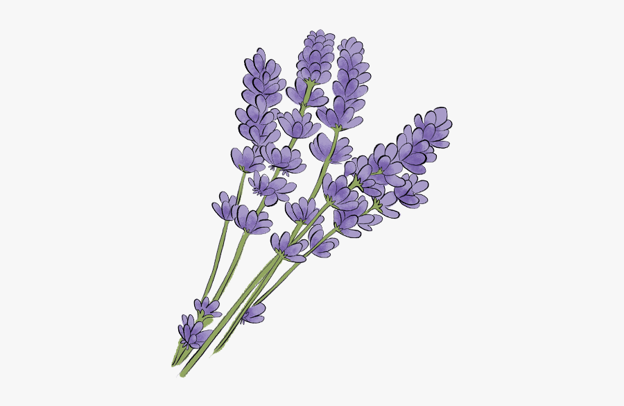 Drawn Lavender Transparent - Lavender Illustration Transparent, Transparent Clipart