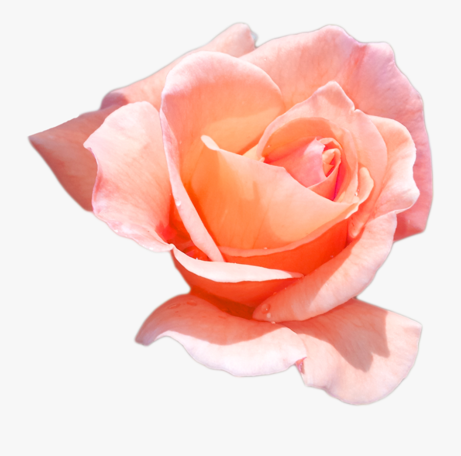 Peach Flower Png - Peach Rose Flower Png, Transparent Clipart