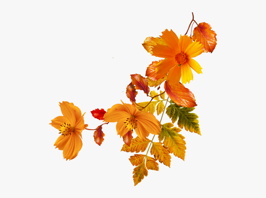 Autumn Clipart Flower - Autumn Flowers Png, Transparent Clipart