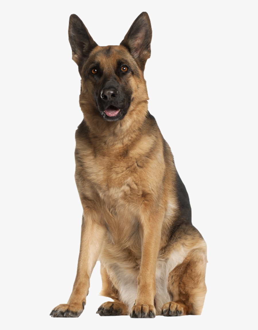 German Shepherd Png, Transparent Clipart