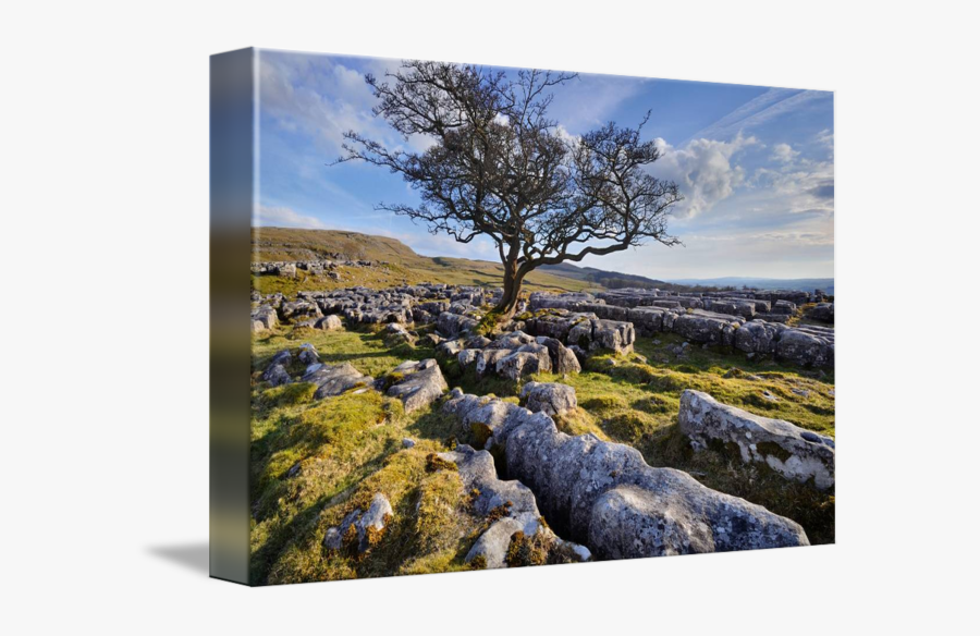 Clip Art Limestone Pavement - Tree, Transparent Clipart