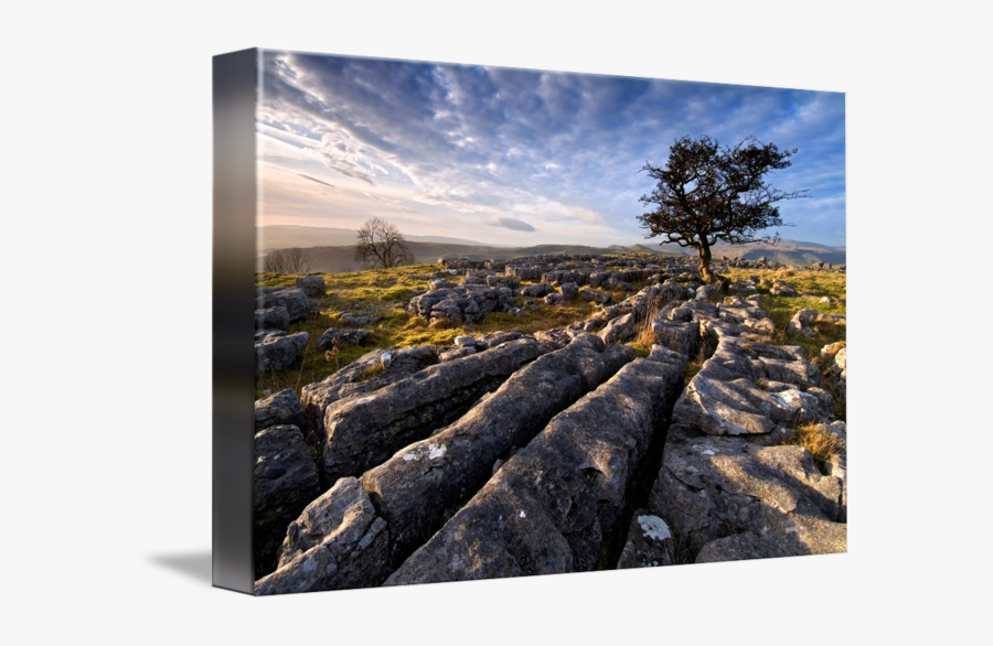 Clip Art The Yorkshire Dales Country - Conifer, Transparent Clipart