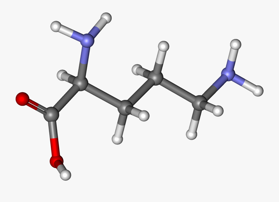 Ornithine Ball And Stick - L Ornithine Monohydrochloride Structure, Transparent Clipart