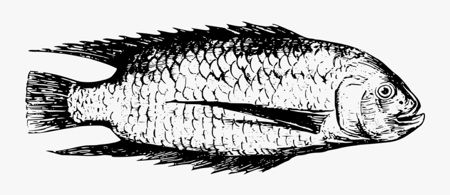 Africa, Animal, Fish, Freshwater, Lake, Tanganyika - Fish, Transparent Clipart