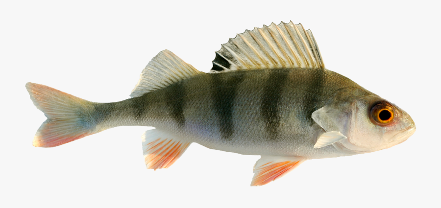 Freshwater Fish Fresh Water - Freshwater Fish Transparent Background, Transparent Clipart
