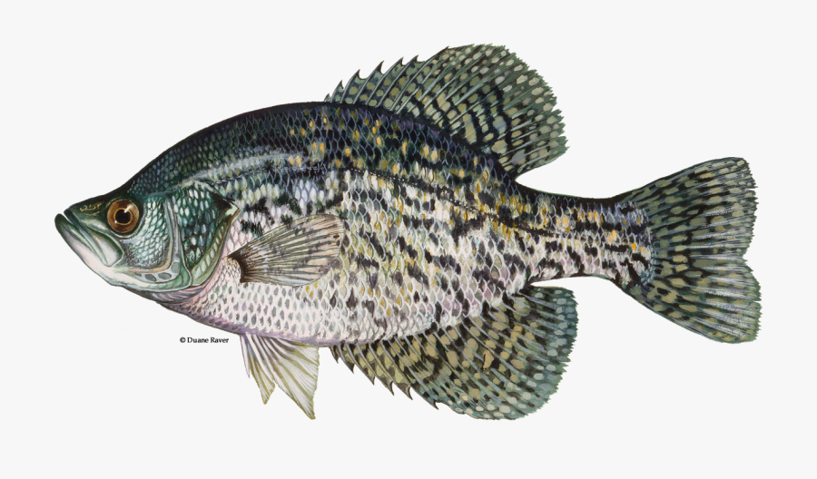 Clip Art Freshwater Predator - Black Crappie Fish, Transparent Clipart